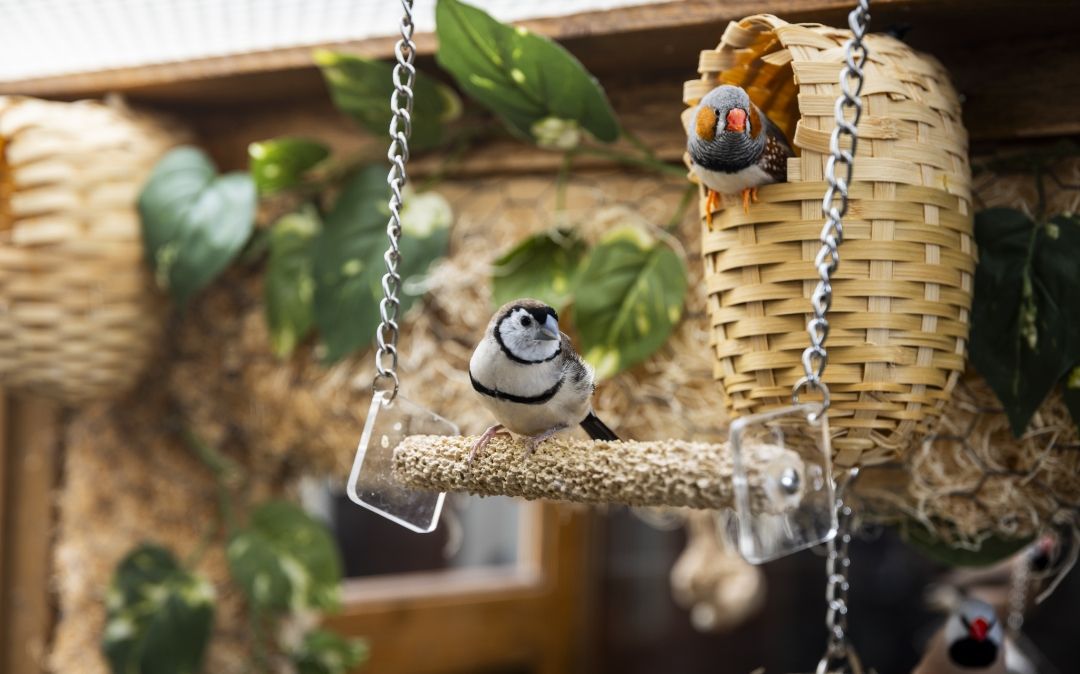 Songbirds visit a feeder on the Willow Brook Home garden patio in Columbus, Ohio, capturing the simple joys of senior living.